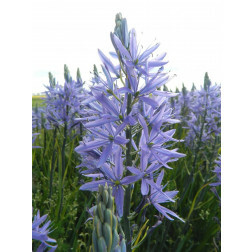 Camasssia Leichtinii 'Caerulea' - Prairielelie - 10 bollen - BIO