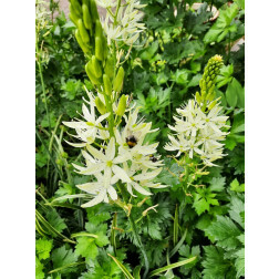 Camasssia Leichtinii 'Sacajawea' - Prairielelie - 10 bollen - BIO