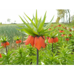 Fritillaria imperialis 'William Rex' - Keizerskroon - 10 bollen - BIO