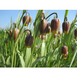 Fritillaria Uva Vulpis - Vossedruif - 10 bollen - BIO