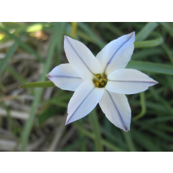 Voorjaarsster - Ipheion uniflorum 'Whisley Blue' - 10 bollen - BIO