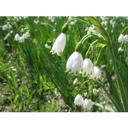 Leucojum aestivum 'Gravetye Giant' - Zomerklokje - 3 bollen - BIO