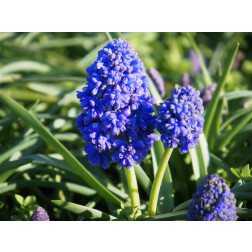 Muscari armeniacum 'Fantasy Creation' - Druifhyacinth - 10 bollen - BIO