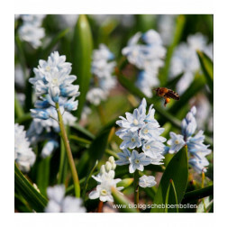 Puschkinia scilloides var. libanotica - Safierhyacinth - 10 bollen - BIO