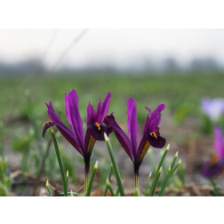 Iris reticulata 'J.S.Dijt' - 10 bollen - BIO
