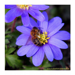 Anemone blanda - Blue shades - 10 bollen - BIO