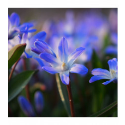 Chionodoxa forbesii 'Blue Giant' - Sneeuwroem blauw - 10 bollen - BIO