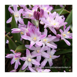 Chionodoxa forbesii 'Pink Giant' - Sneeuwroom roze - 10 bollen - BIO