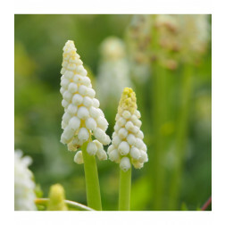 Muscari botryoides 'Album' - Druifhyacinth wit -10 bollen - BIO