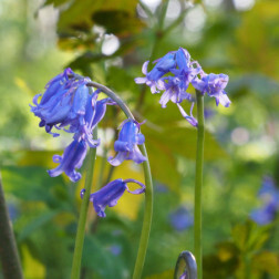 Scilla nutans - Hyacinthoides non-scripta - Wilde hyacinth / Boshyacinth - 5 bollen  - BIO