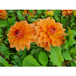 Dahlia - Summerflame - 5 stuks - BIO