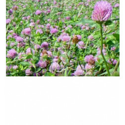 Rode klaver – Trifolium pratense - Titus - 25kg - BIO