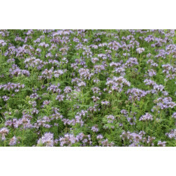 Phacelia – Phacelia tanacetifolia - Balo - 10kg – BIO