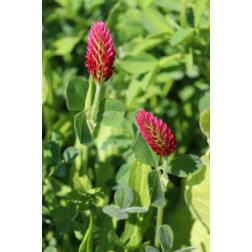 Inkarnaatklaver – Trifolium incarnatum – Linkarus - 25kg – BIO