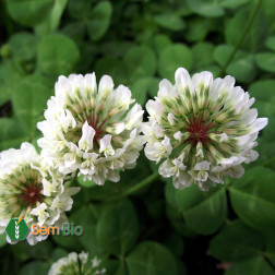 Witte klaver – Trifolium repens – SW Hebe - 10kg – BIO