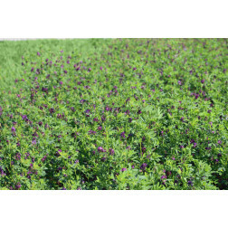 Luzerne - Medicago sativa - Plato - 10kg - BIO