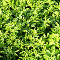 Luzerne - Medicago sativa - La Bella Campagnola - 25kg - BIO