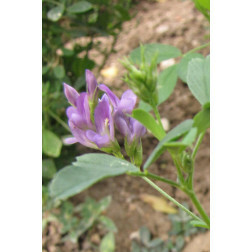 Luzerne - Medicago sativa - Giulia - 25kg - BIO