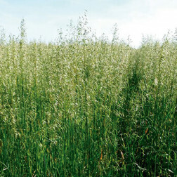 Japanse haver - Avena strigosa - Pratex - 25kg - BIO