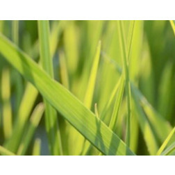 Trosraaigras - Festulolium - Fedoro - 10 kg - BIO