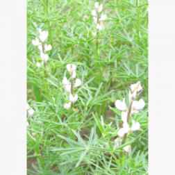 Blauwe bitterstofarme lupine - Lupinus angustifolius - Rumba - 10 kg - BIO