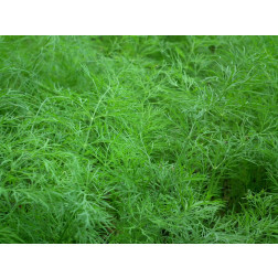 Anethum graveolens - Dille - 1kg - BIO