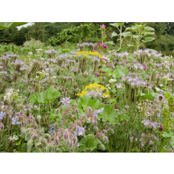 D490 - Bloemenrandenmengsel Insectenbuffet - 30 g tot 10 kg - BIO