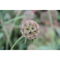 Scabiosa stellata - Duifkruid - Drumstick - BIO