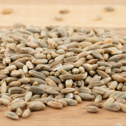 Rogge - kiemkrachtig - 1 kg - BIO