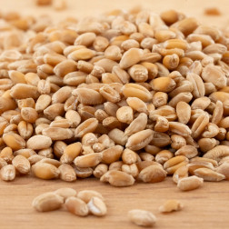 Tarwe - kiemkrachtig - 1 kg - BIO