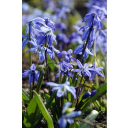 Sterhyacinth - Scilla Siberica 6/+ - 10 bollen*  