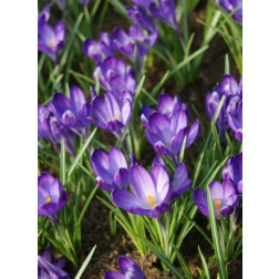 Krokus Ruby Giant - per 10 bollen
