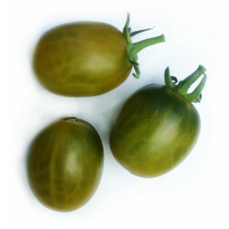 Tomaat - Prune Verte - BIO