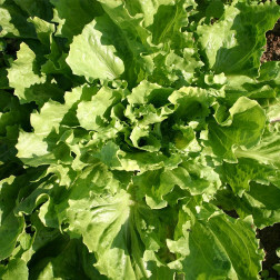 Andijvie breedbladige - Nummer Vijf2 - BIO