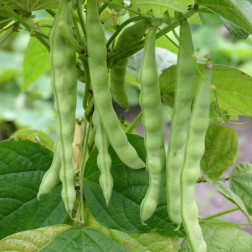 Staakboon/Stokslaboon - Mechelse Tros - BIO