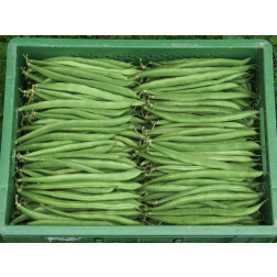 Struikboon/stamslaboon - Marona - BIODYNAMISCH