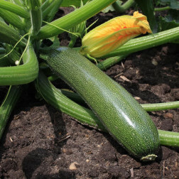 Courgette - Zucchini - BIO