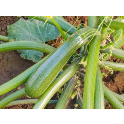 Courgette - Zuboda - BIODYNAMISCH