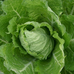 Savooikool - Bloemendaalse Gele - BIO