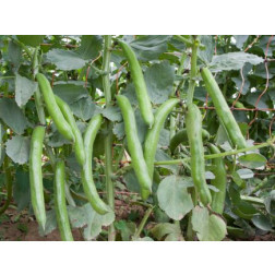 Labboon/tuinboon - Hangdown grünkernig - BIODYNAMISCH