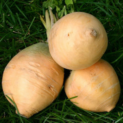 Raap - Goldana type Ronde Gele - BIO