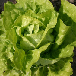Kropsla - Twellose Gele - BIO