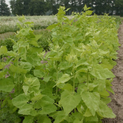 Tuinmelde - lichtgroene - BIO