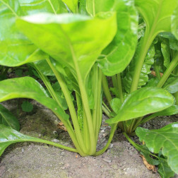 Warmoes/snijbiet - Groene Gewone - BIO