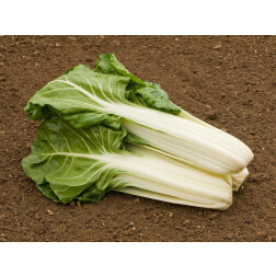 Warmoes/snijbiet - Glatter silber - BIODYNAMISCH