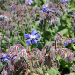 Bernagie/Komkommerkruid - Borago officinalis - BIO