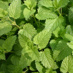 Citroenmelisse - Melissa officinalis - BIO