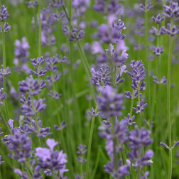 Lavandula angustifolia - Lavendel - BIO