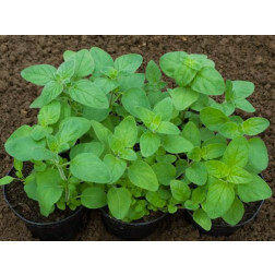 Origanum majorana - Marjolein - eenjarig - BIODYNAMISCH