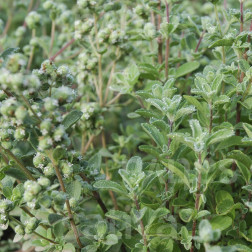Marjolein - Origanum majorana - BIODYNAMISCH